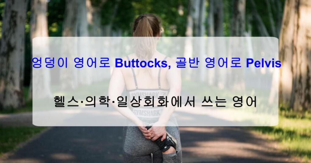 엉덩이 영어로 Buttocks, 골반 영어로 Pelvis – 헬스·의학·일상회화에서 쓰는 영어