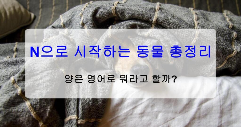 N으로 시작하는 동물 총정리 – 양은 영어로 뭐라고 할까?