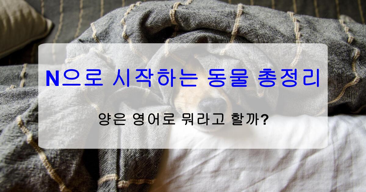 N으로 시작하는 동물 총정리 – 양은 영어로 뭐라고 할까?