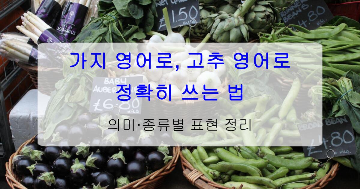 가지 영어로, 고추 영어로 정확히 쓰는 법 – 의미·종류별 표현 정리