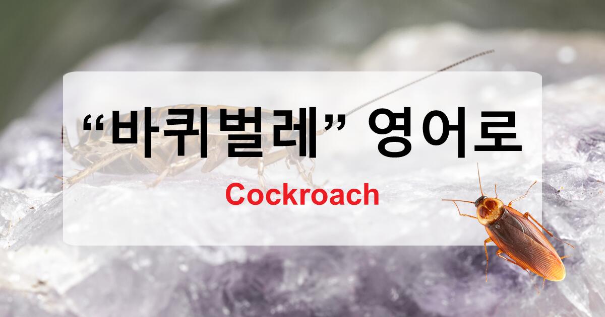 바퀴벌레 영어로 이렇게 말해요: cockroach 완전정복!