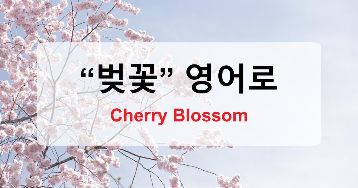 벚꽃 영어로 - Cherry Blossom 을 100% 이해하는 법