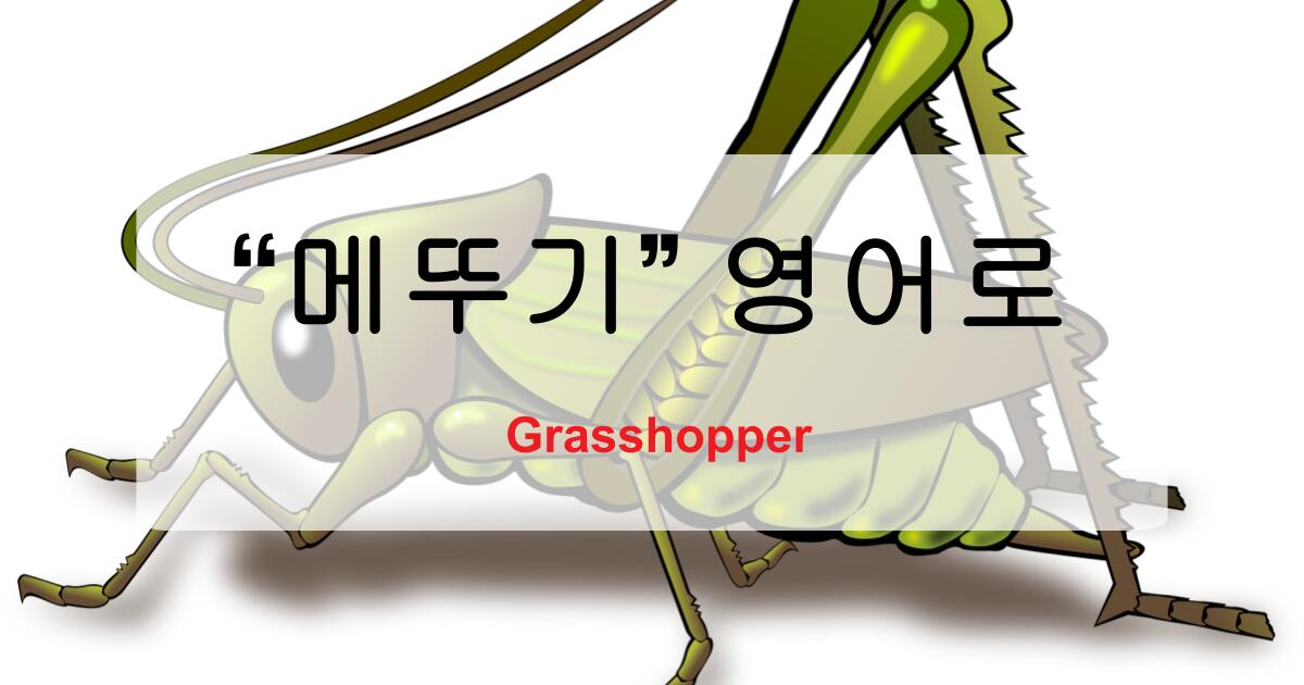 메뚜기 영어로 뭐라고 할까? 관련 곤충 영어 표현